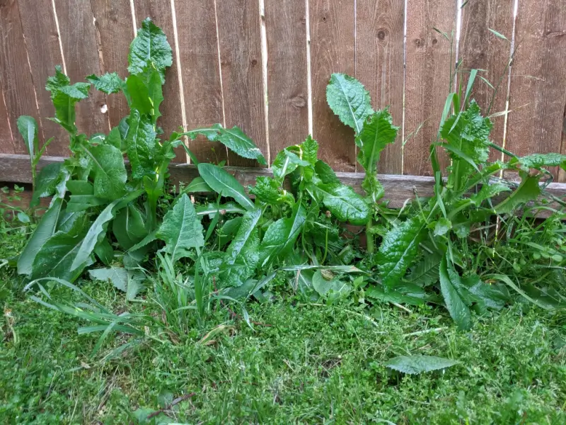 Broadleaf weeds growing against a fence.