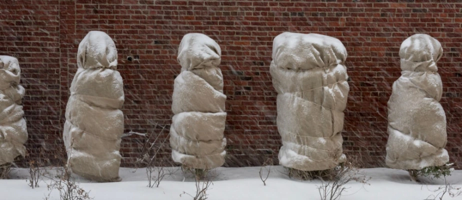 Bushes wrapped in burlap in the snow