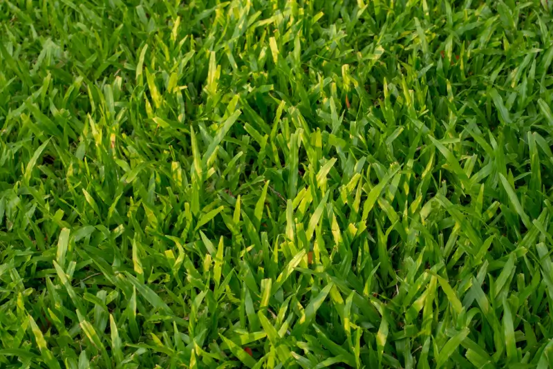 Carpetgrass lawn.