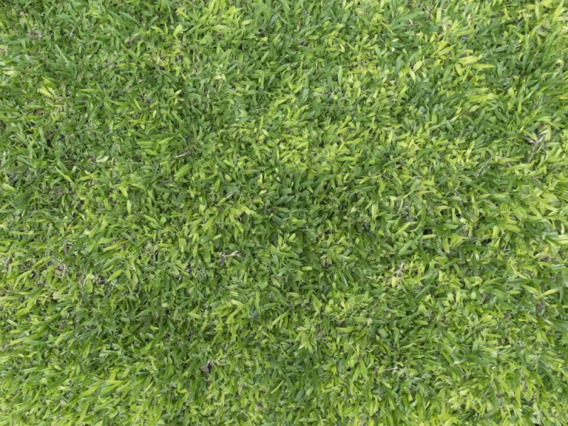 Narrowleaf carpetgrass.