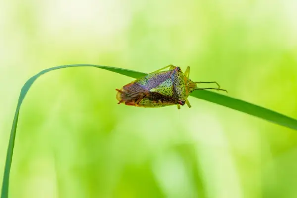 Chinch bug on grass.