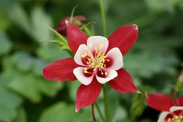 Red Columbine flower.