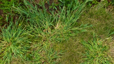 Crabgrass growing on lawn of residential home
