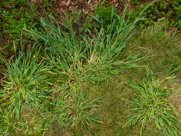 Crabgrass growing on lawn of residential home