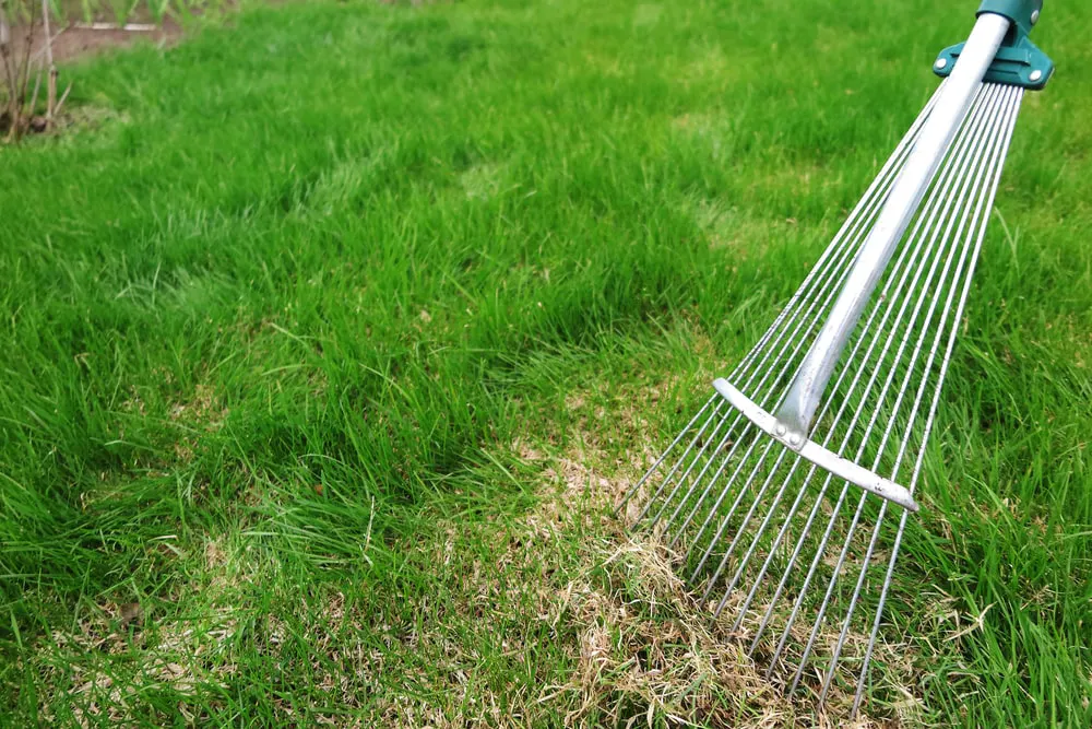 Dethatching rake on zoysia grass lawn.