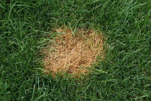 Dead spot in lawn from dog urine.