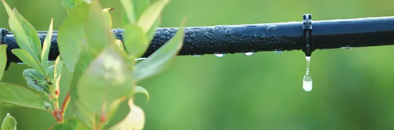 Close up of drip irrigation system