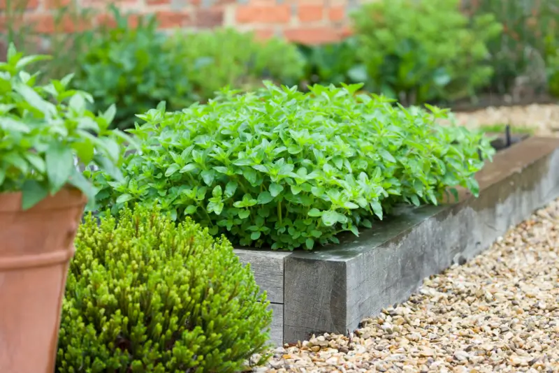 Herb plants in raised garden beds.