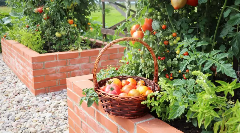 Basket of vegetables next to tomato plants. 