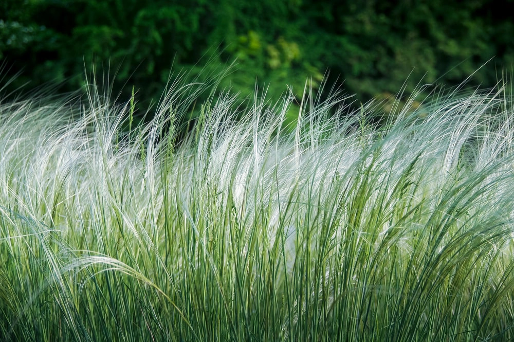 Feather grass in landscape