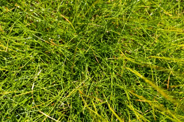 Fine Fescue grass