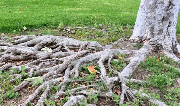 Exposed tree roots in grass