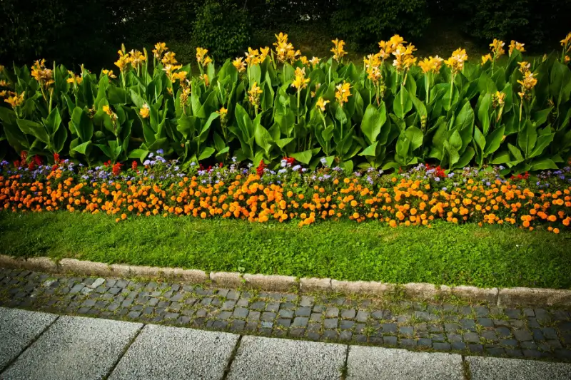 Yellow and orange flowers in a garden bed