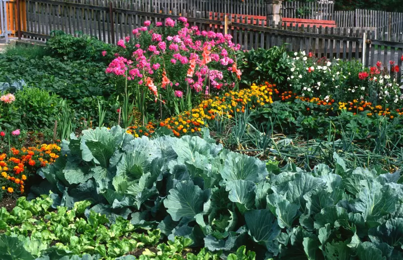 Garden with vegetables and colorful flowers.
