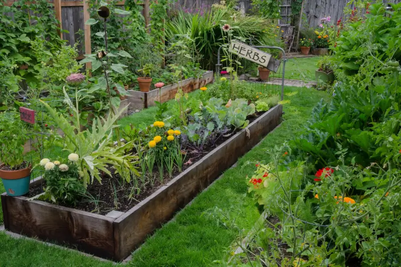 Raised garden beds with vegetables and flowers