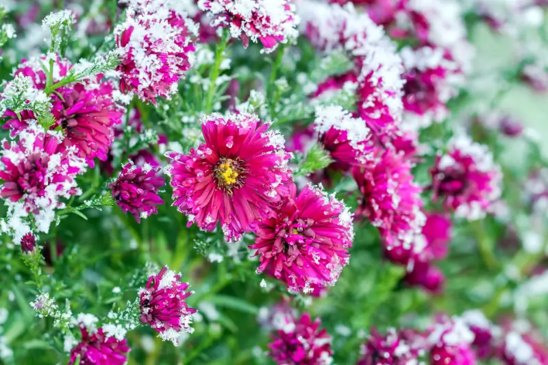 Flowers with snow on them