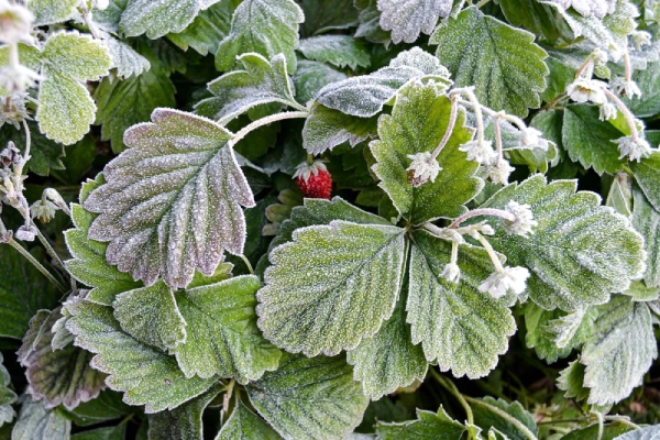 Frost on strawberry plant