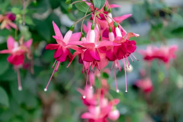 Fuchsia flower.