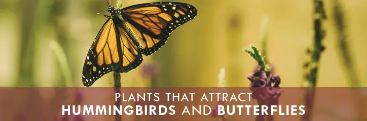 Butterfly with text: Plants that attract hummingbirds and butterflies.