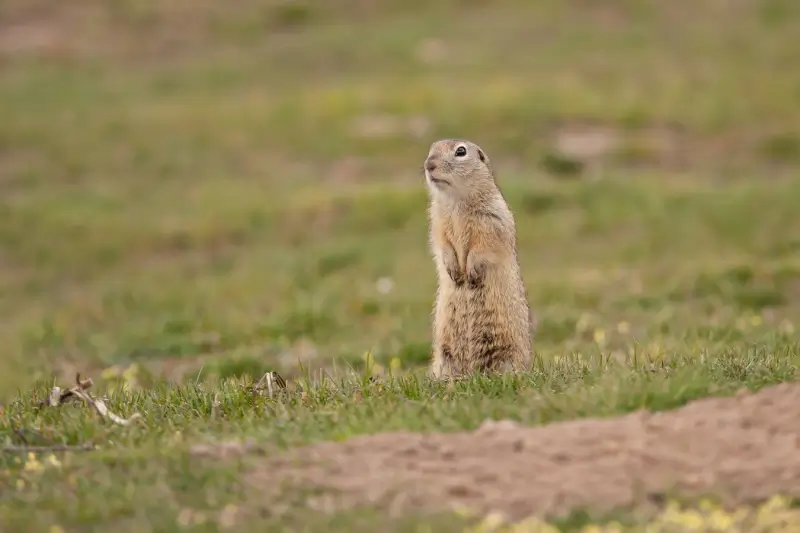 Gopher in grassy area