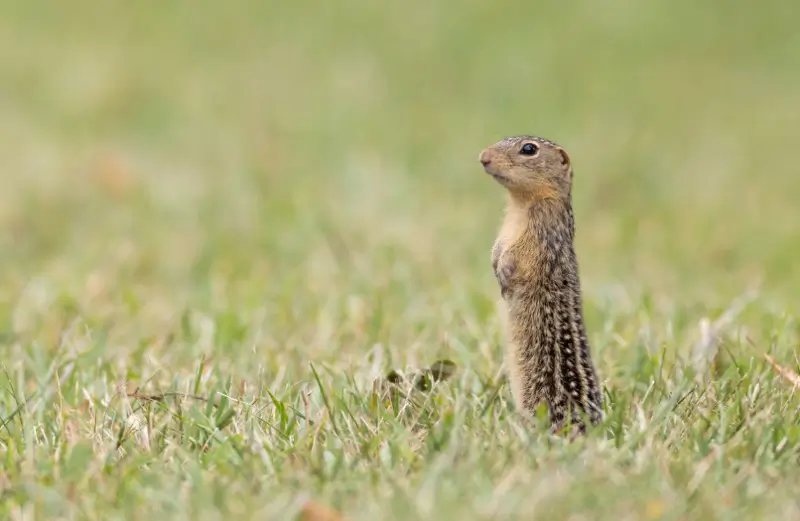 Ground squirrel on a lawn
