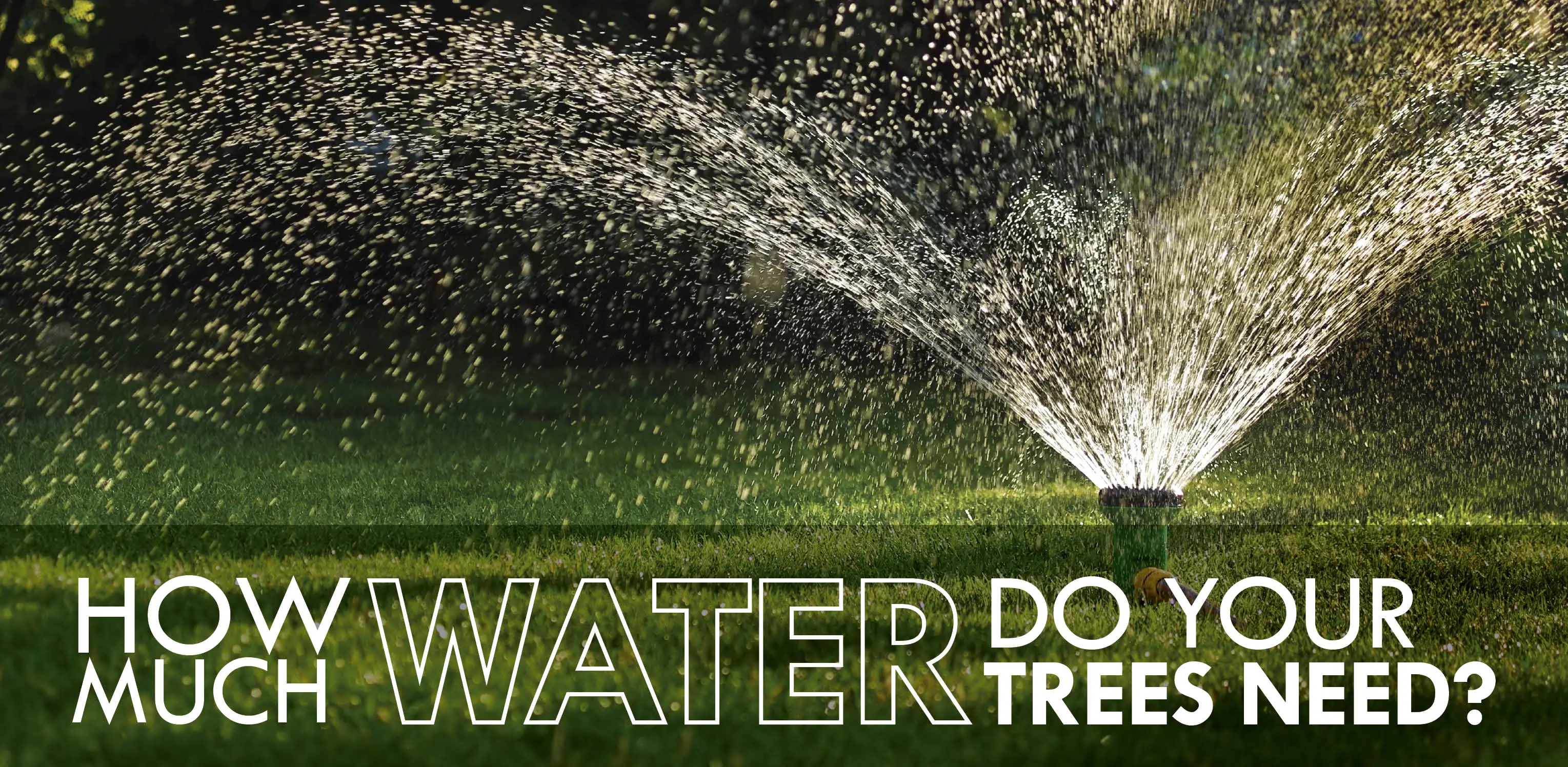 How much water do trees need blog banner