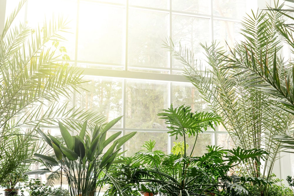 Indoor landscaping near a large window