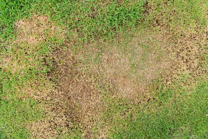 Large patch disease on lawn