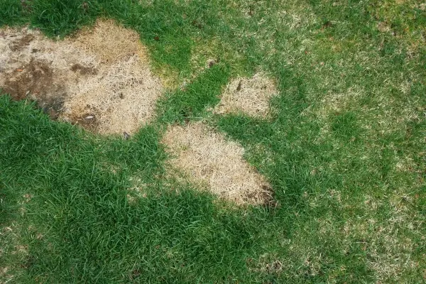 Green lawn with brown patches showing signs of lawn disease and fungus.