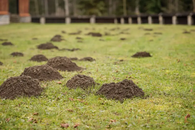 Molehills on a grassy lawn