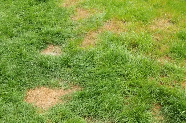 Grass with dead patches.