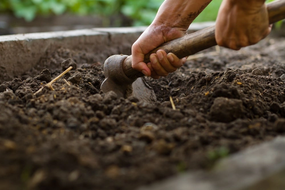 Landscaper using garden tool to loosen soil