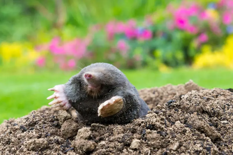 Mole coming out of a molehill