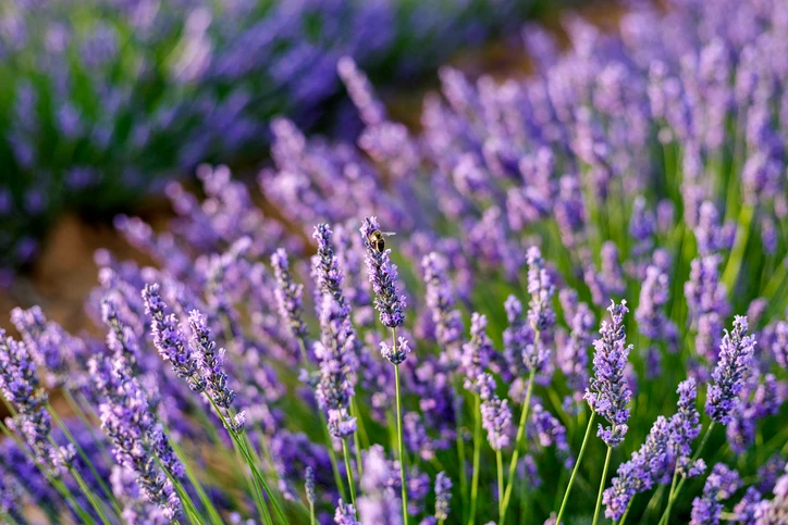Lavender for Mosquito Control