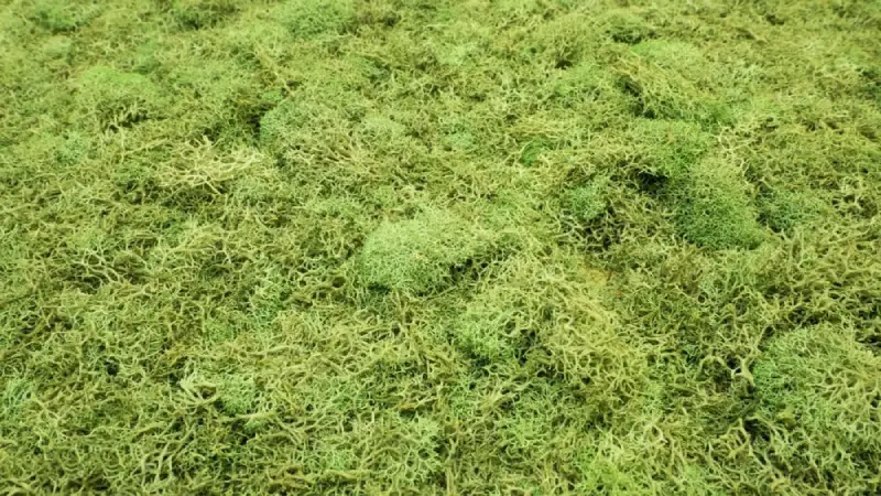 Moss covering lawn