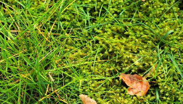 Moss growing on lawn