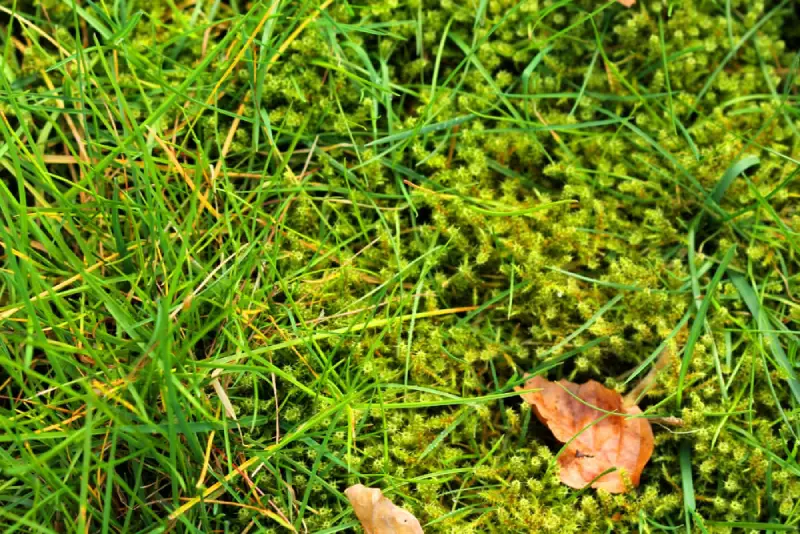 Moss growing on lawn