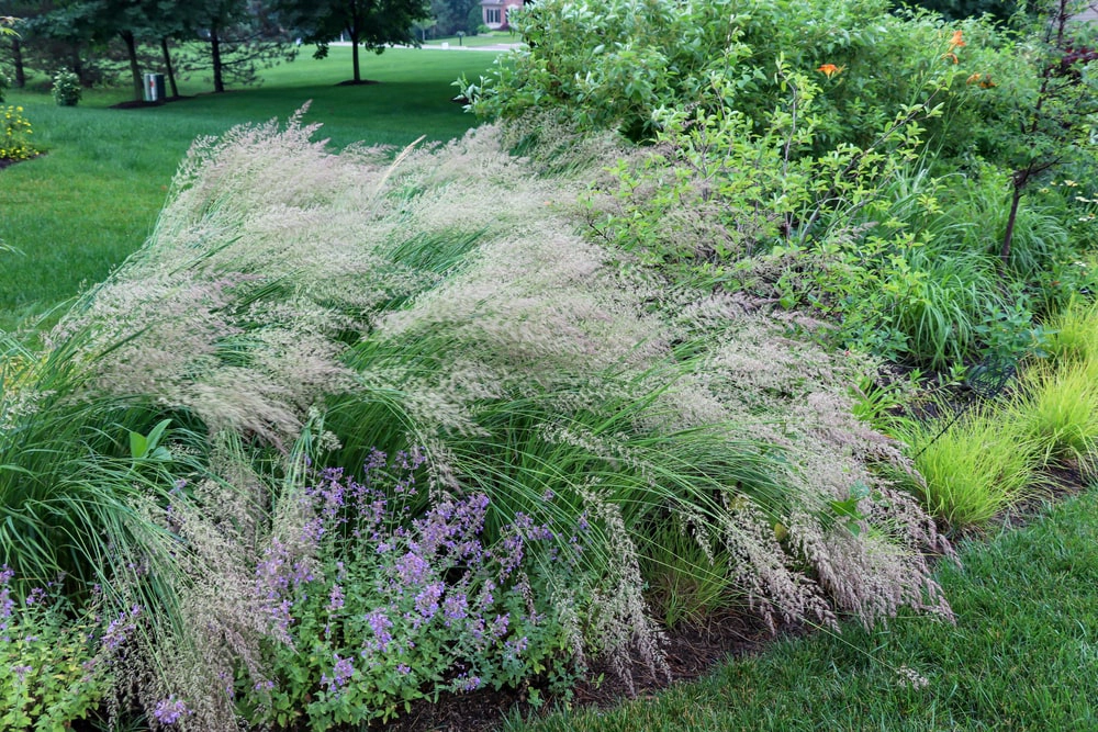 Grounds or ornamental grasses in residential yard