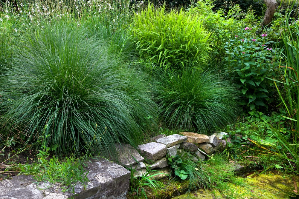 Long ornamental grass in residential landscape