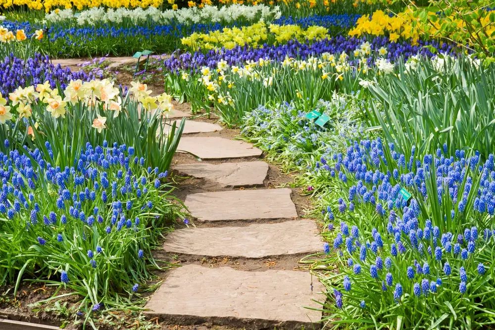 Path surrounded by mulch in a garden