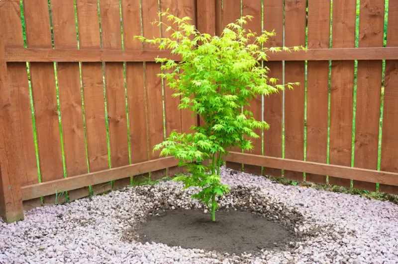 Young maple tree planted in a residential yard