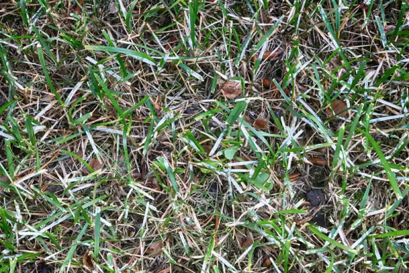 Powdery Mildew lawn disease