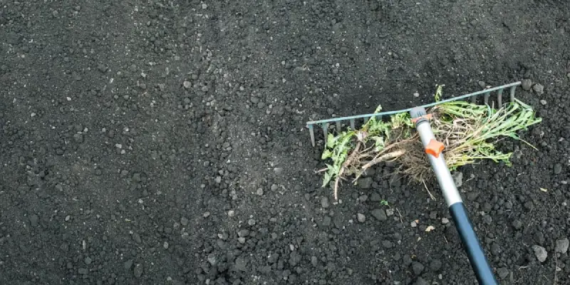 Rake removing weeds in soil