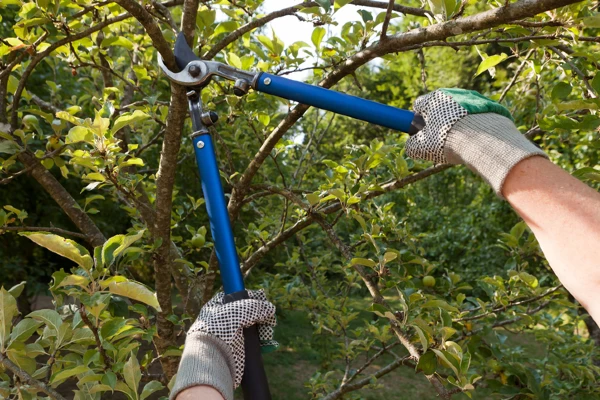 Farmer pruning an apple tree | The Grounds Guys of Gettysburg
