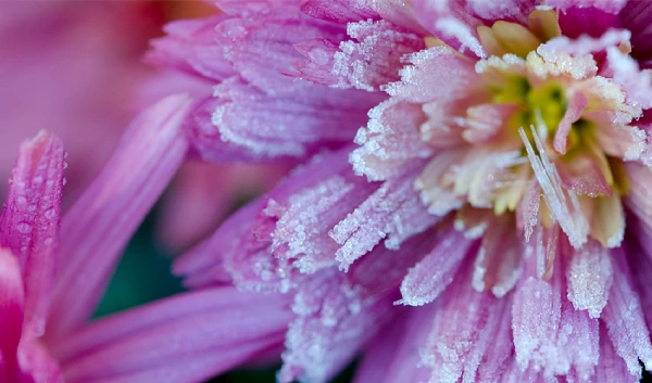 purple flower covered with frost.webp