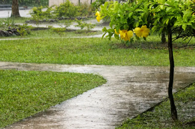 Lawn during a rainstorm