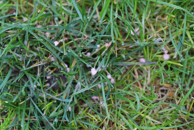 Red thread disease on grass