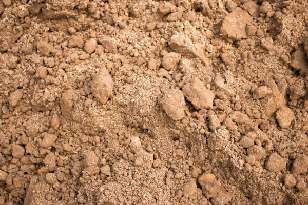 sandy soil.