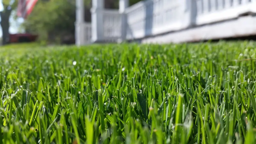 Healthy green grass in a residential lawn.