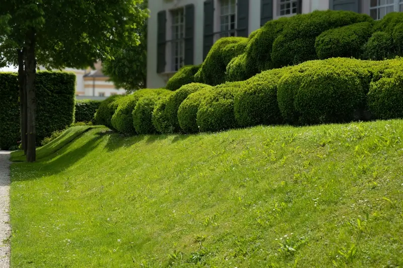 Lawn on a slope in front of a house.